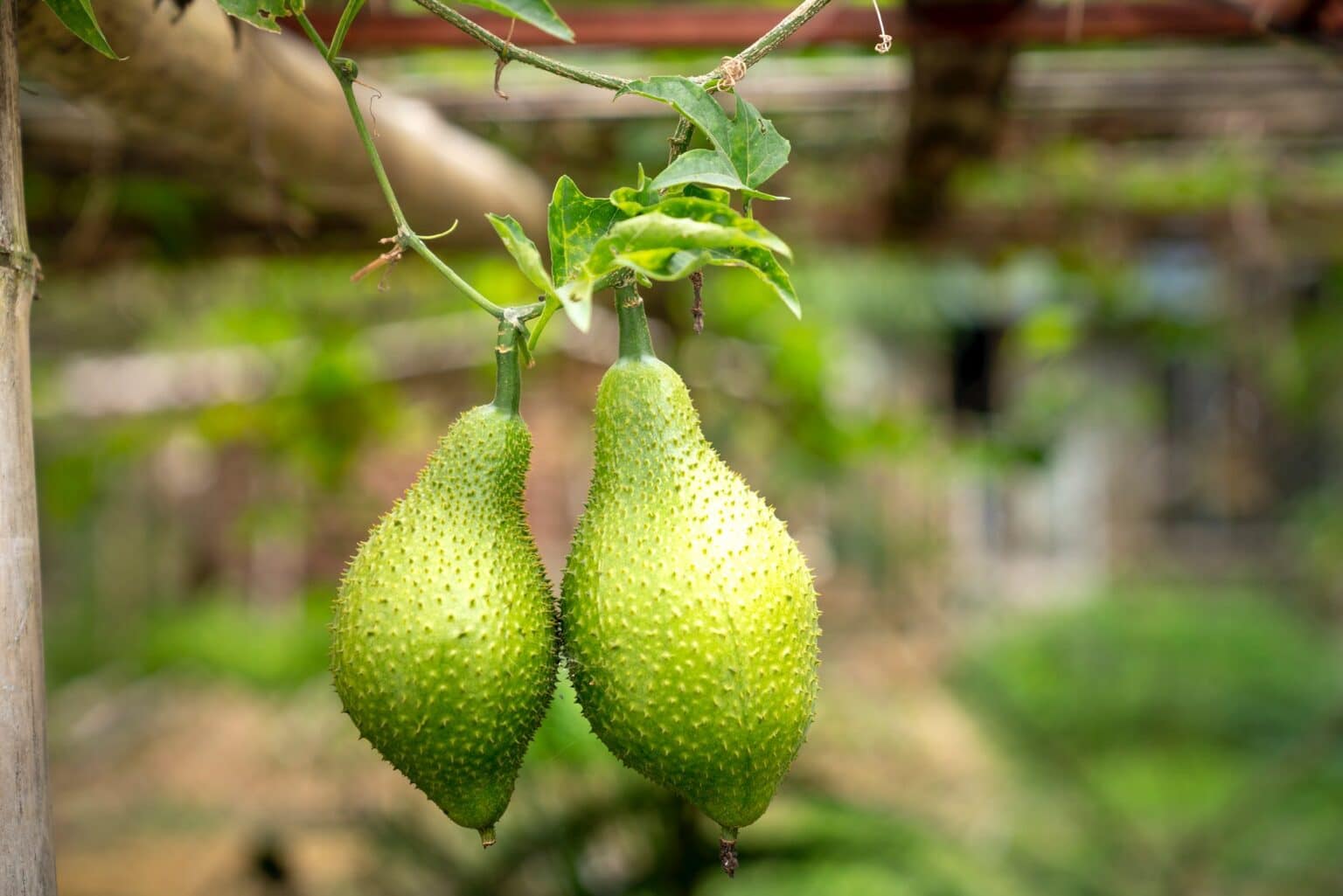 Mel O S O Caetano Descubra Como Cultivar E Quais S O Seus Beneficios