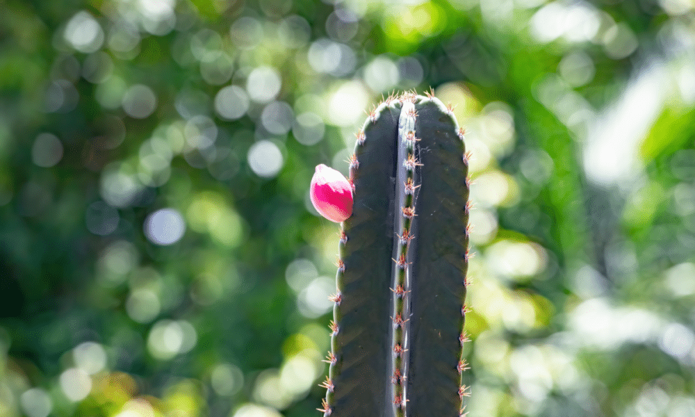 Flor de mandacaru conheça a famosa flor do cacto e como cultivá la