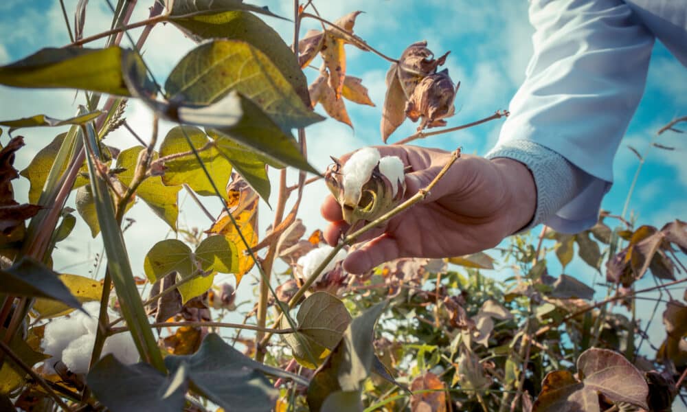 Cear Considerado Um Dos Maiores Produtores De Algod O Do Brasil