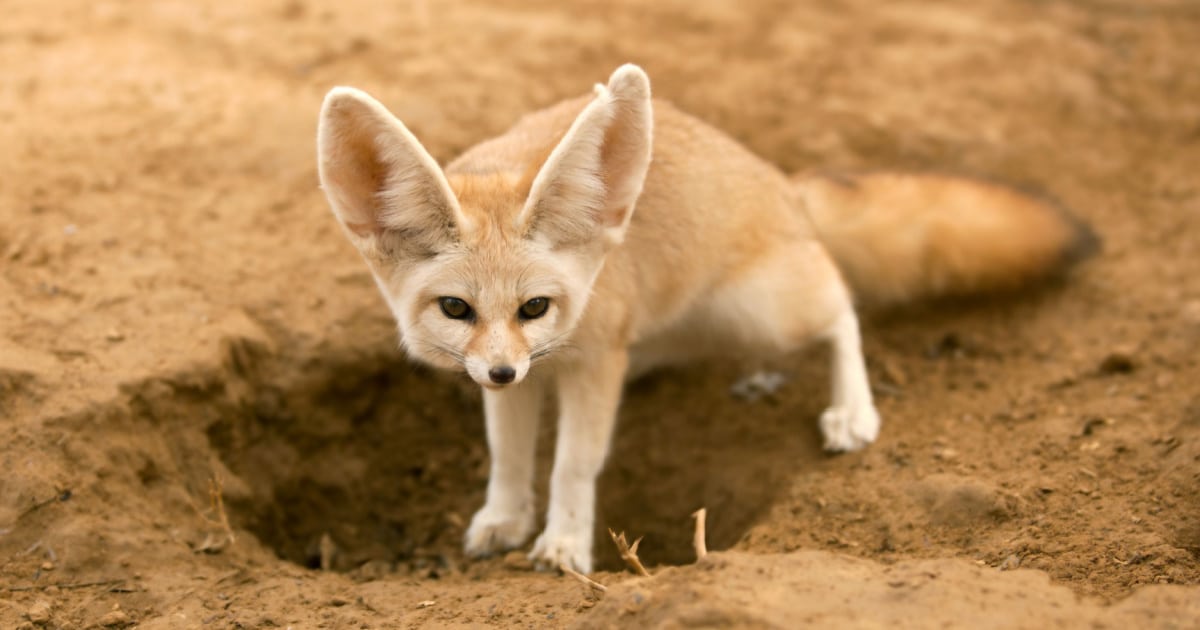 Animais Ex Ticos Do Deserto Conhe A Essas Esp Cies Peculiares