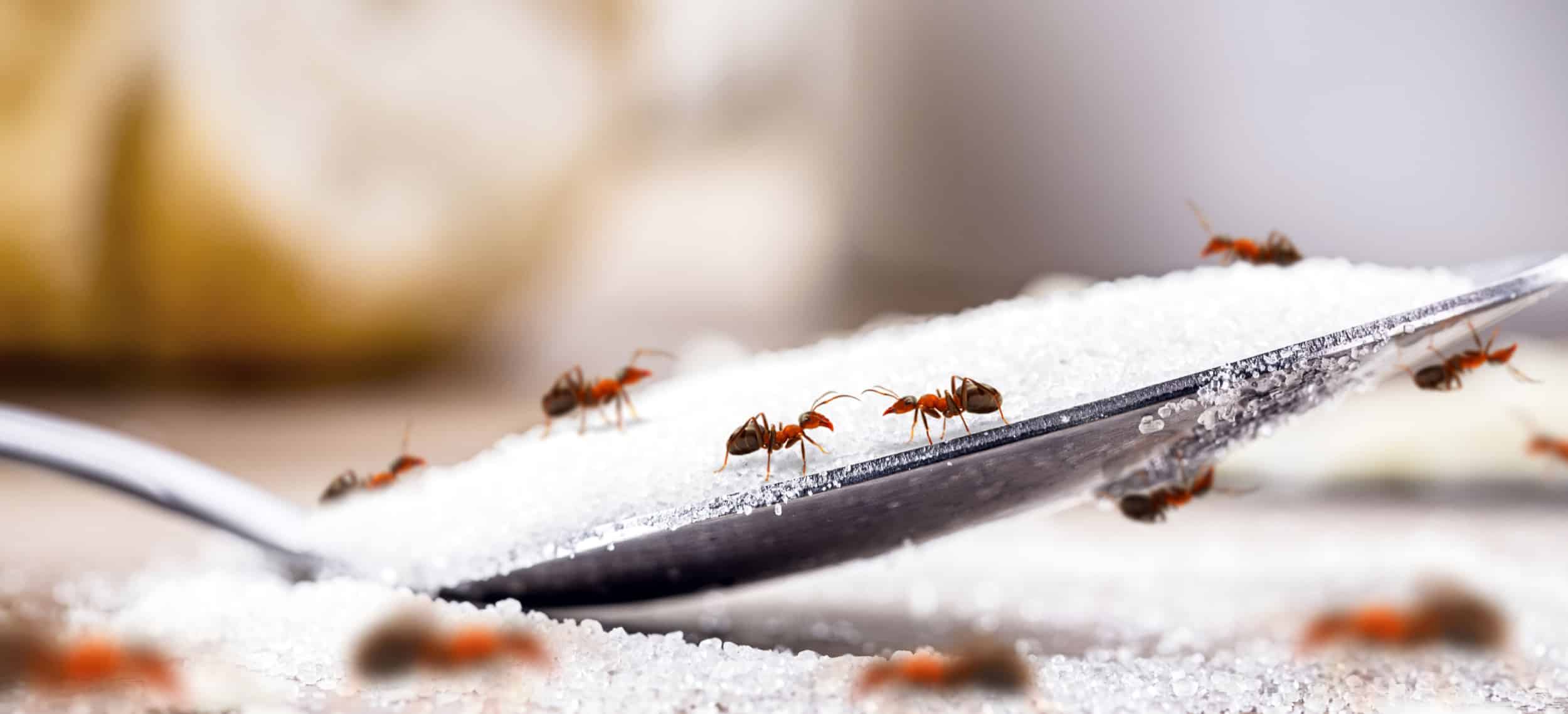 Adeus Formigas Na Cozinha Descubra Receitas Caseiras Simples E Eficientes