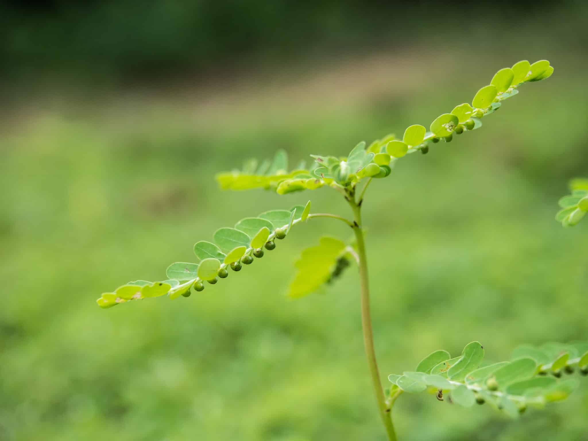 Quebra pedra conheça a planta medicinal e saiba como cultivar