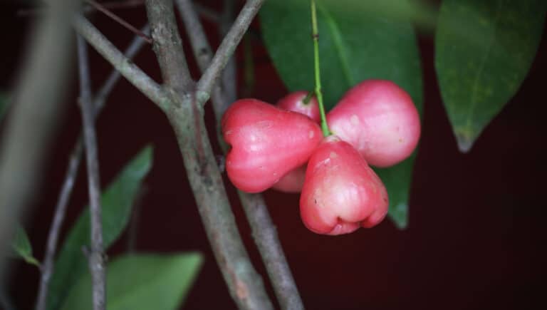 Jambo Rosa Veja O Passo A Passo De Como Cultivar Essa Deliciosa Esp Cie