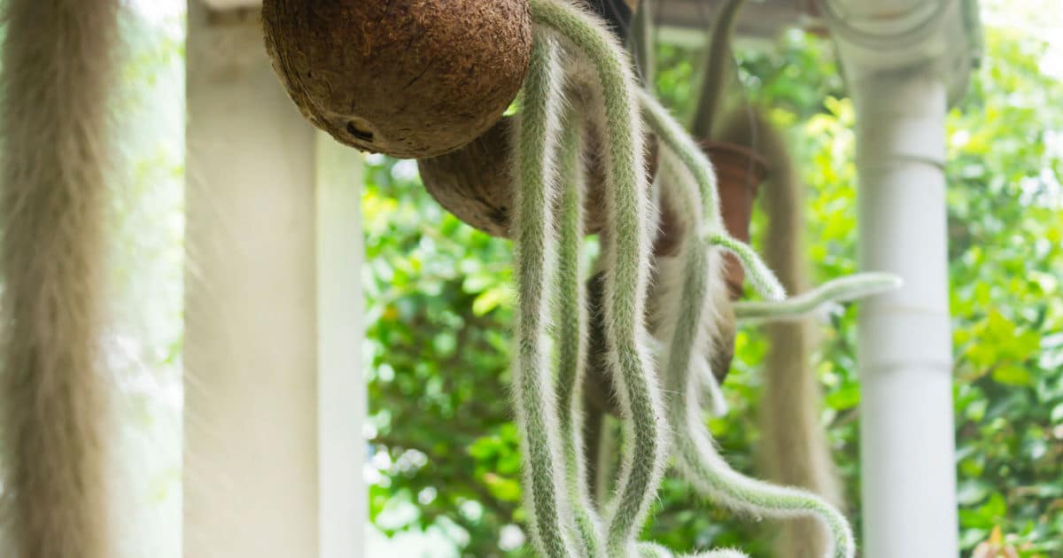 Encante Se O Rabo De Macaco Segredos De Cultivo Do Cacto Pendente