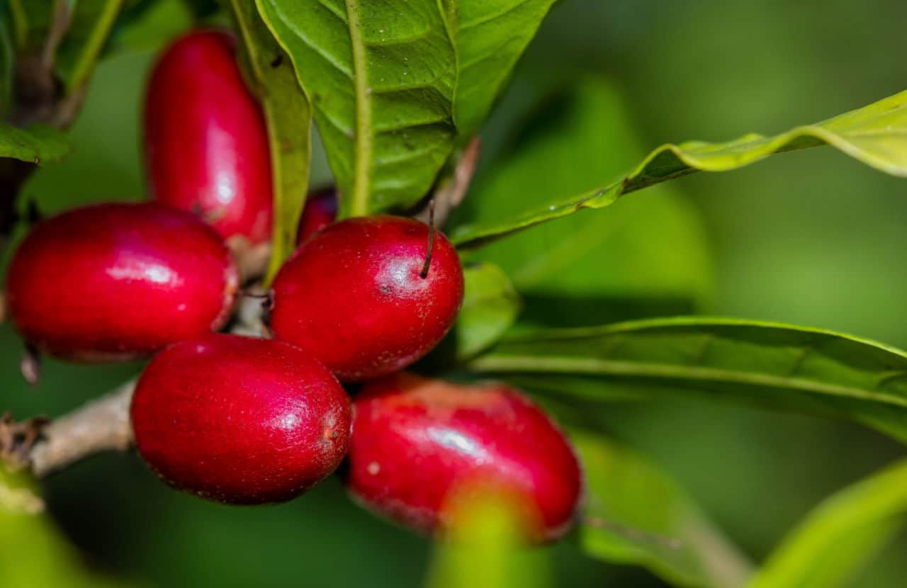 Como Cultivar A Surpreendente Fruta Do Milagre No Jardim Da Sua Casa