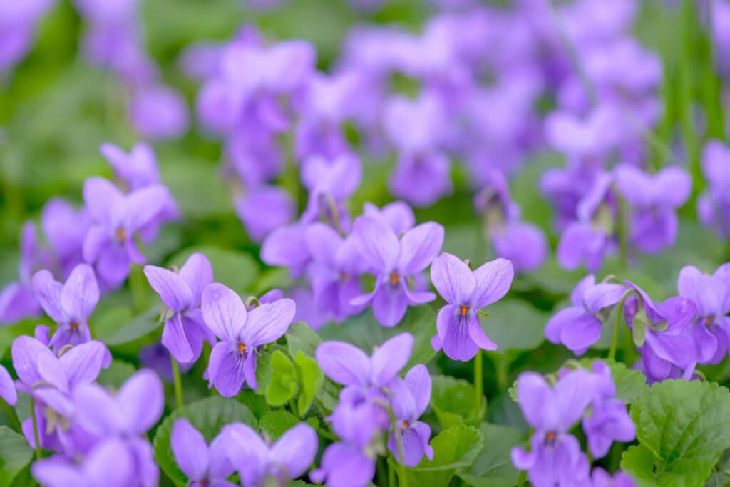 Saiba Tudo Sobre Como Cultivar E Cuidar Das Suas Violetas Em Casa