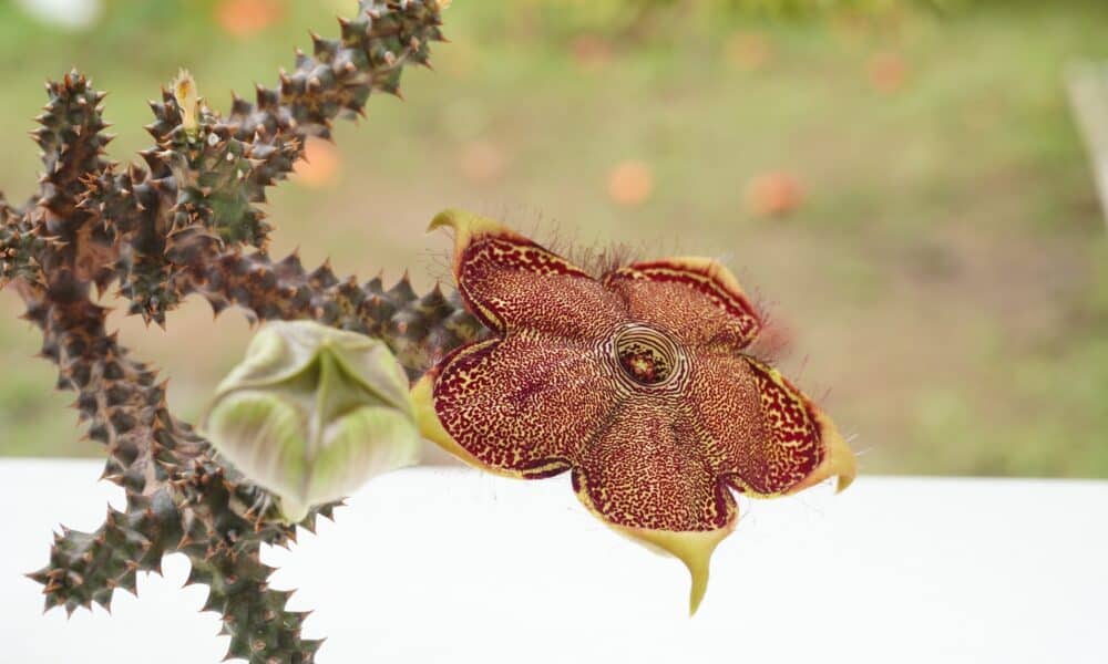 A Maravilha Do Tapete Persa Tudo Sobre A Edithcolea Grandis