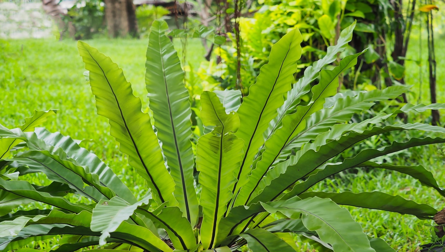 Asplênio tudo sobre a bela e exuberante Asplenium nidus