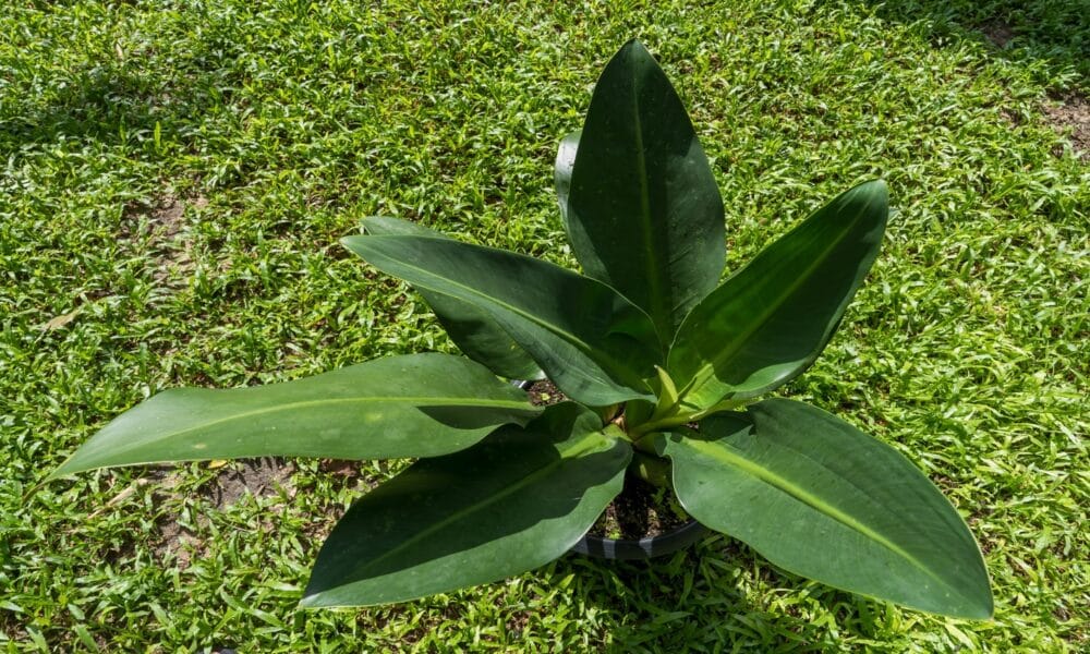 Pacová Philodendron martianum aprenda a cultivar essa planta única