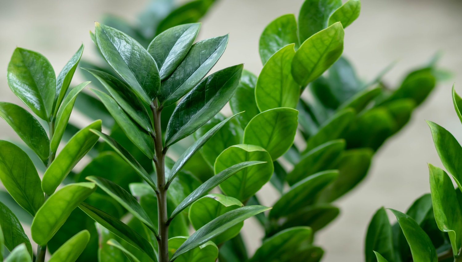 Cuide Da Zamioculca Dicas Para A Planta Que Traz Fortuna