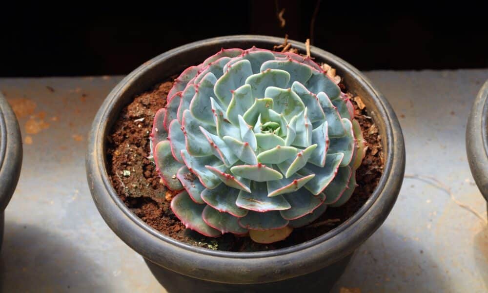 Suculenta Em Forma De Rosa Veja O Guia Completo De Cultivo Da Rosa De