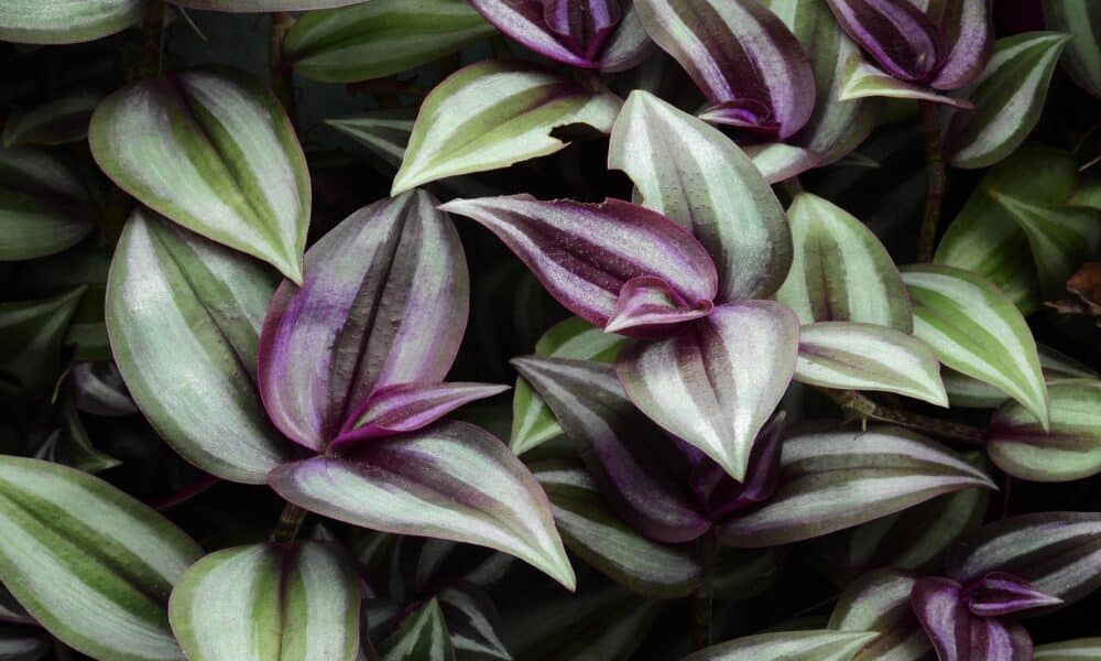 Conhe A O Lambari Roxo Tradescantia Zebrina E Descubra O Perigo Em