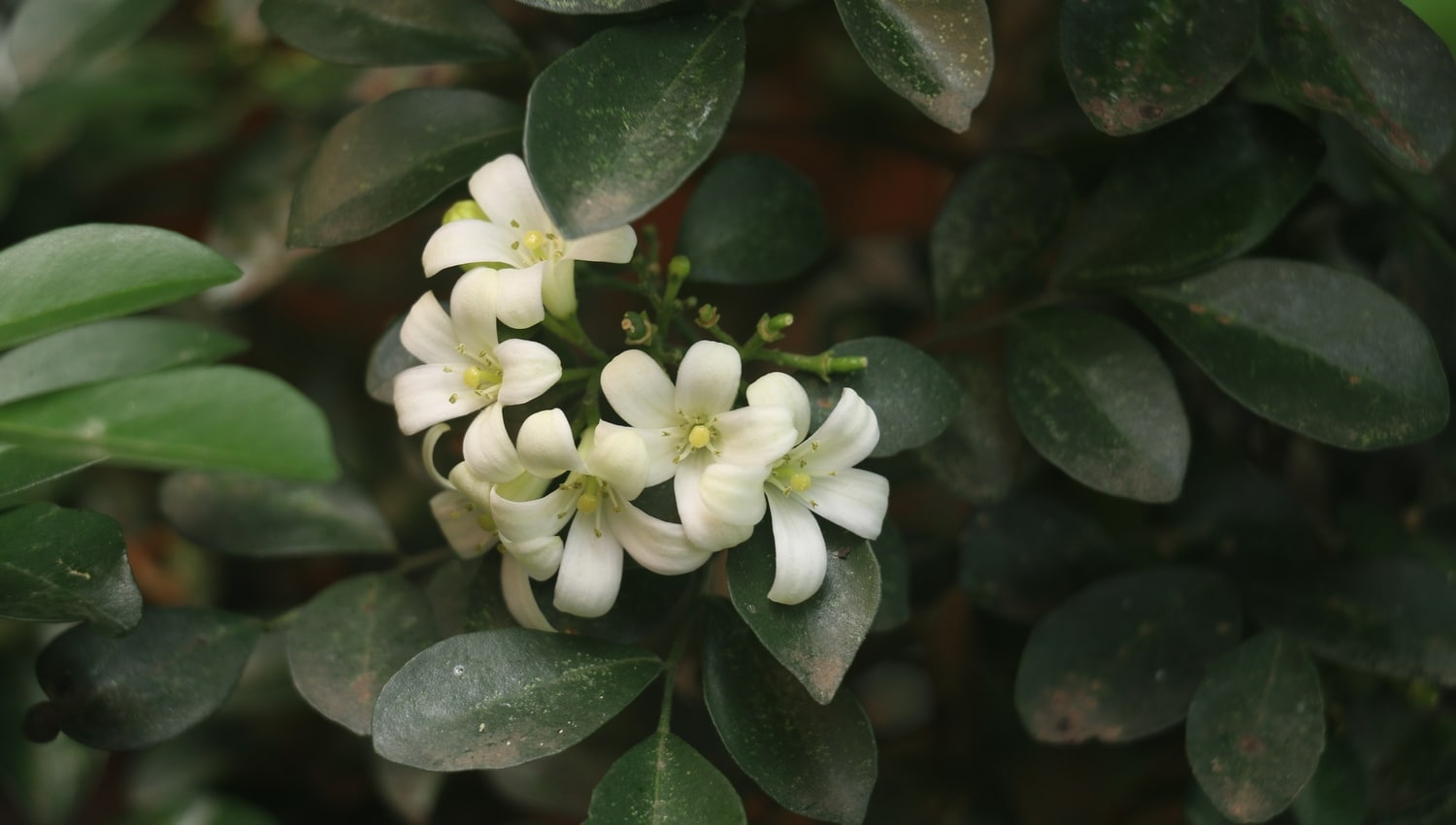 Murta de Cheiro Murraya paniculata conheça as características e os