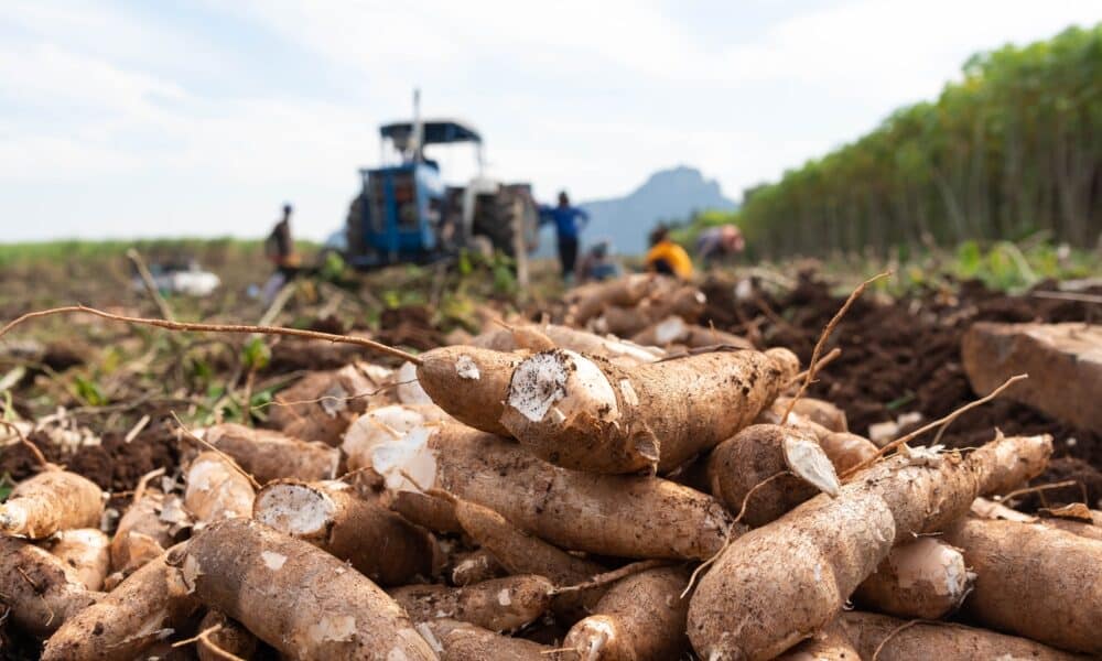 Plante Mandioca Manihot Esculenta Em Casa Este Passo A Passo