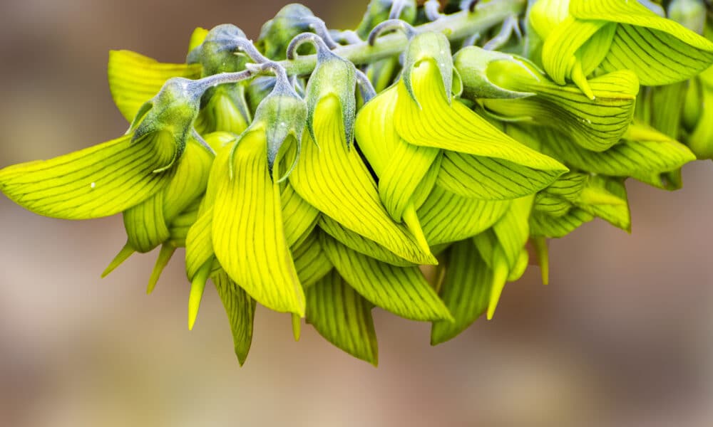 Passo A Passo Para Cultivar A Ex Tica E Deslumbrante Flor P Ssaro