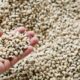 Diminui estimativa da produção paulista de grãos, revela Faesp