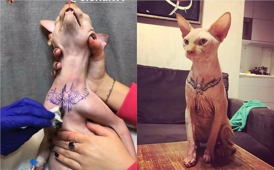 Câmara aprova proibição de tatuagem em cães e gatos com fins