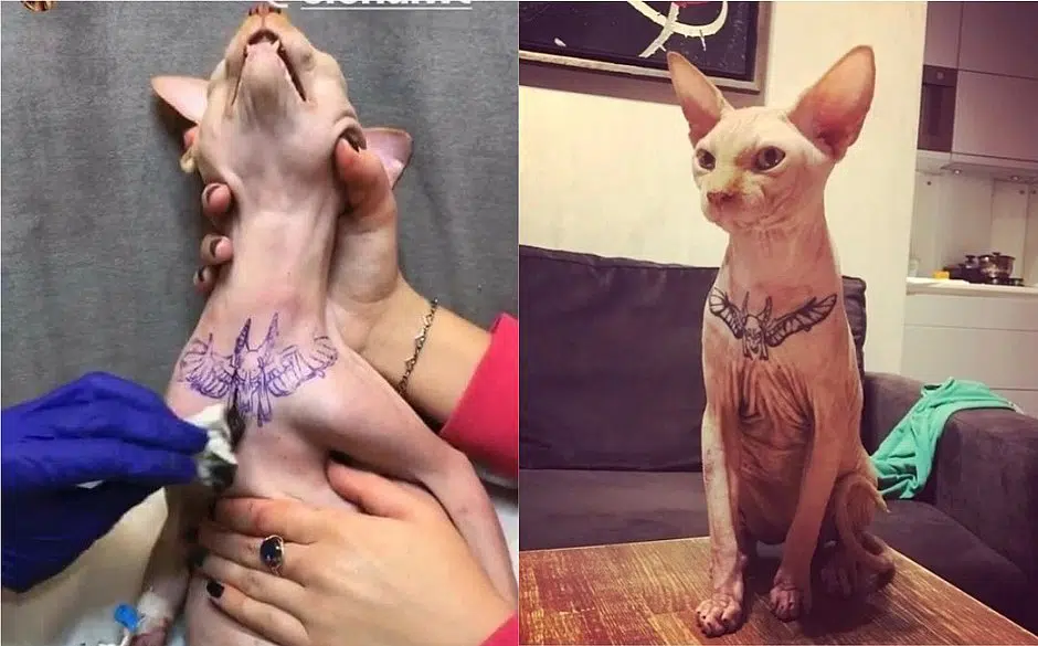Gato Tatuado