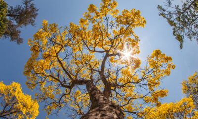 Aprenda a plantar um ipê