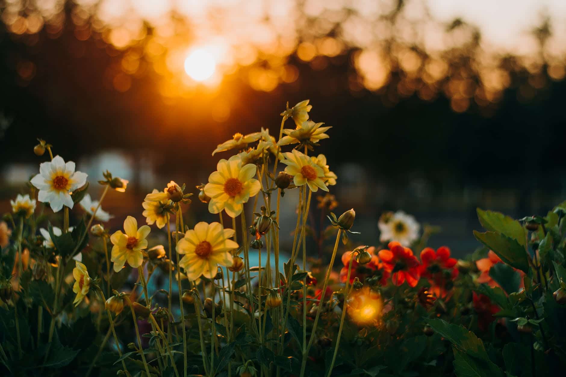 Aprenda com esta dica INCÍVEL a plantar a flor das onze horas