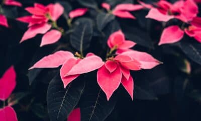 Flor de natal.