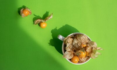 Physalis – aprenda do que se trata e como plantar em casa.