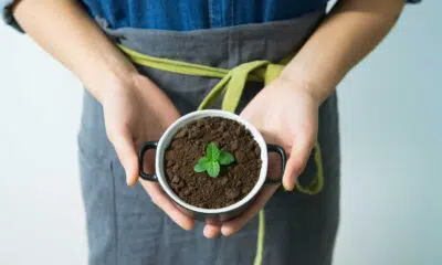 Quer plantar erva mate? Saiba como deve ser o cultivo em casa.