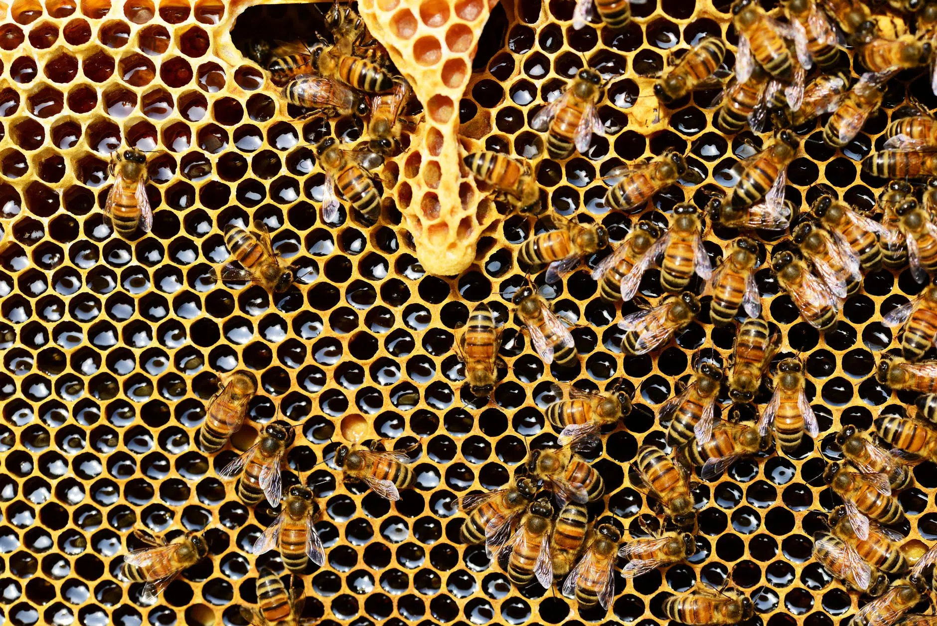 Veja a importância das abelhas.