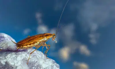 É verdade que os insetos não gostam de frio? Confira o motivo pelo qual as baratas “somem” no inverno.