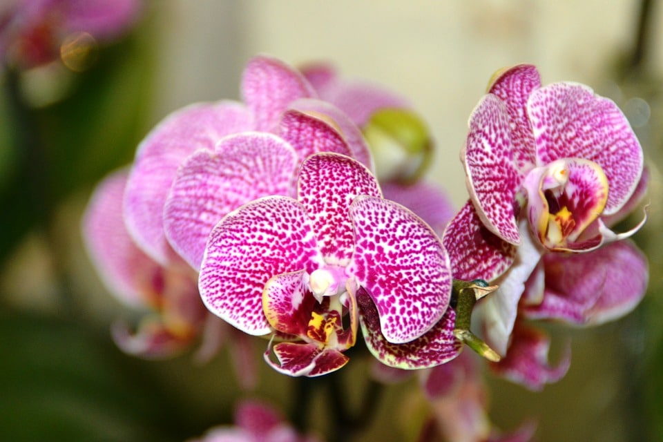 Como salvar orquídea com folhas murchas e amareladas