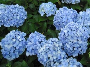 Conheça 4 plantas que dão flores azuis