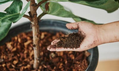 Veja como fazer adubo caseiro perfeito para suas plantas