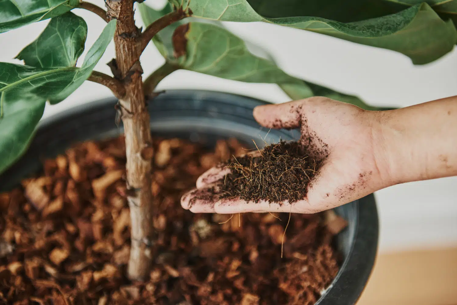 Veja como fazer adubo caseiro perfeito para suas plantas