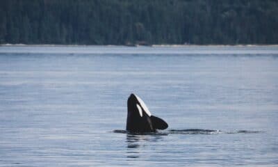 As orcas são chamadas de “baleias-assassinas”