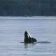 As orcas são chamadas de “baleias-assassinas”