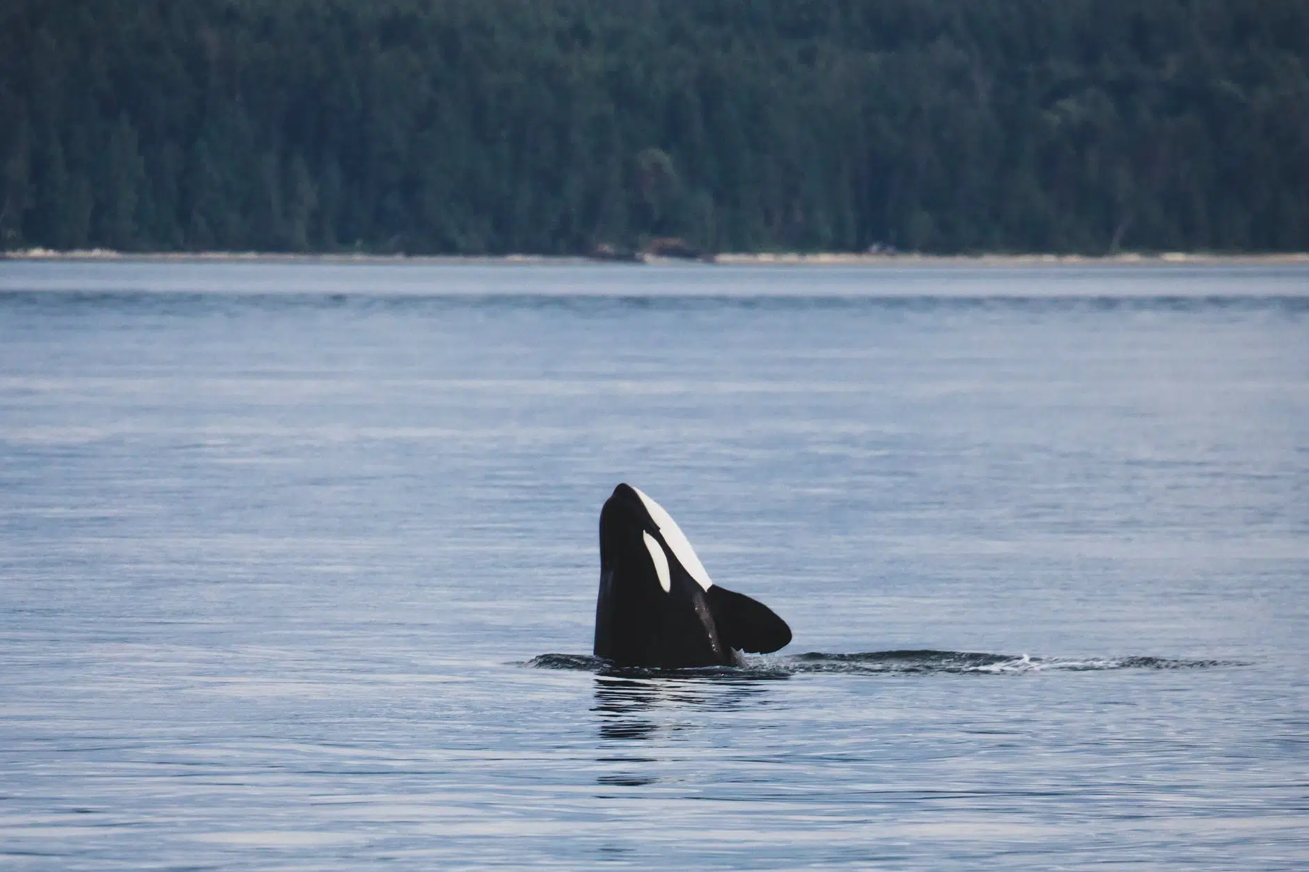 As orcas são chamadas de “baleias-assassinas”