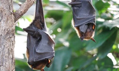 Cientistas entendem o porquê de os morcegos vampiros gostarem de sangue (26/03)