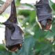 Cientistas entendem o porquê de os morcegos vampiros gostarem de sangue (26/03)