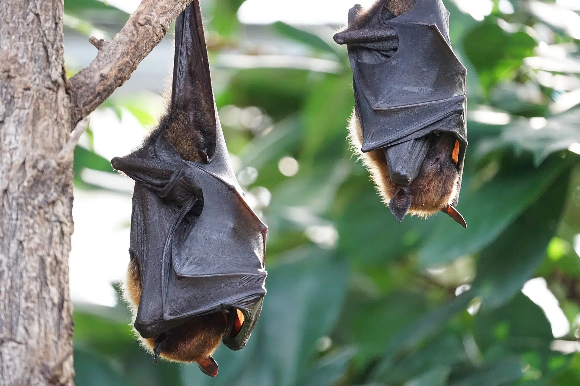 Cientistas entendem o porquê de os morcegos vampiros gostarem de sangue (26/03)