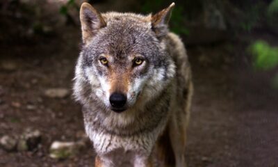 Cientistas podem trazer de volta o lobo-da-tasmânia (24/03)