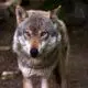 Cientistas podem trazer de volta o lobo-da-tasmânia (24/03)