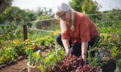 Como montar uma horta orgânica na sua casa