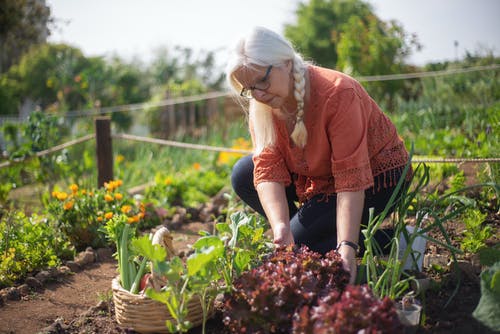 Como montar uma horta orgânica na sua casa