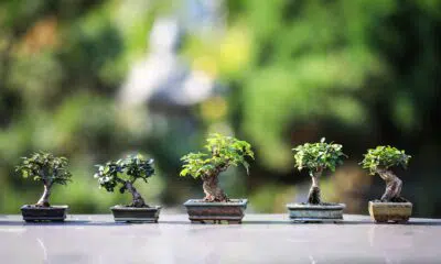 Conheça algumas espécies de plantas japonesas para você ter e casa (23/03)