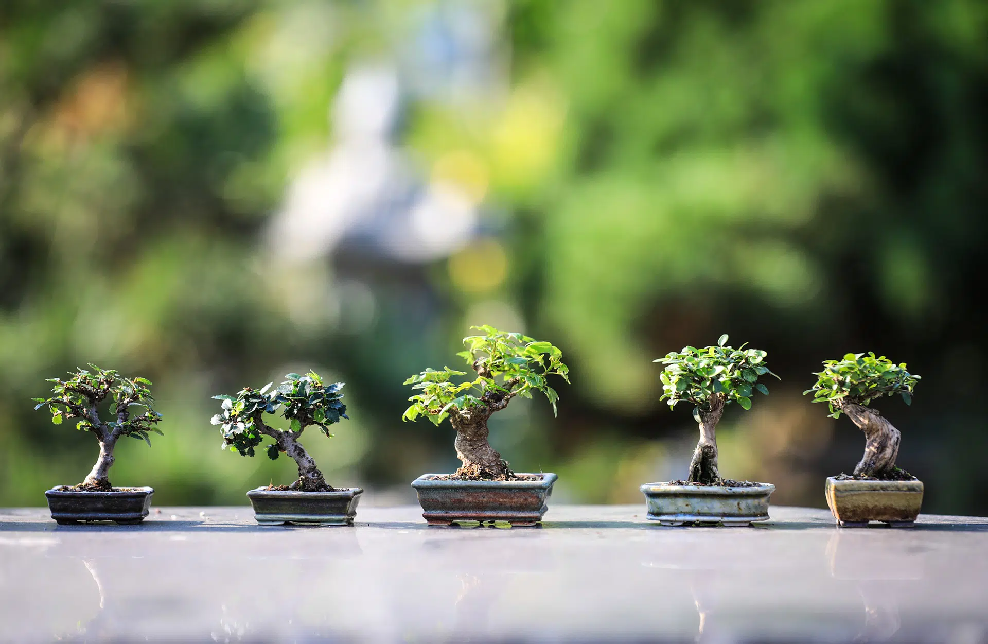 Conheça algumas espécies de plantas japonesas para você ter e casa (23/03)