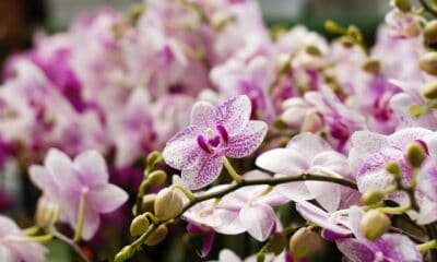 Plantas para ter em casa, Foto: Pexels.