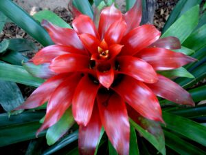 Que plantas escolher para locais com pouca luz e sombrios