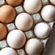 Veja como armazenar e preparar ovos corretamente para evitar intoxicação. (26/03)