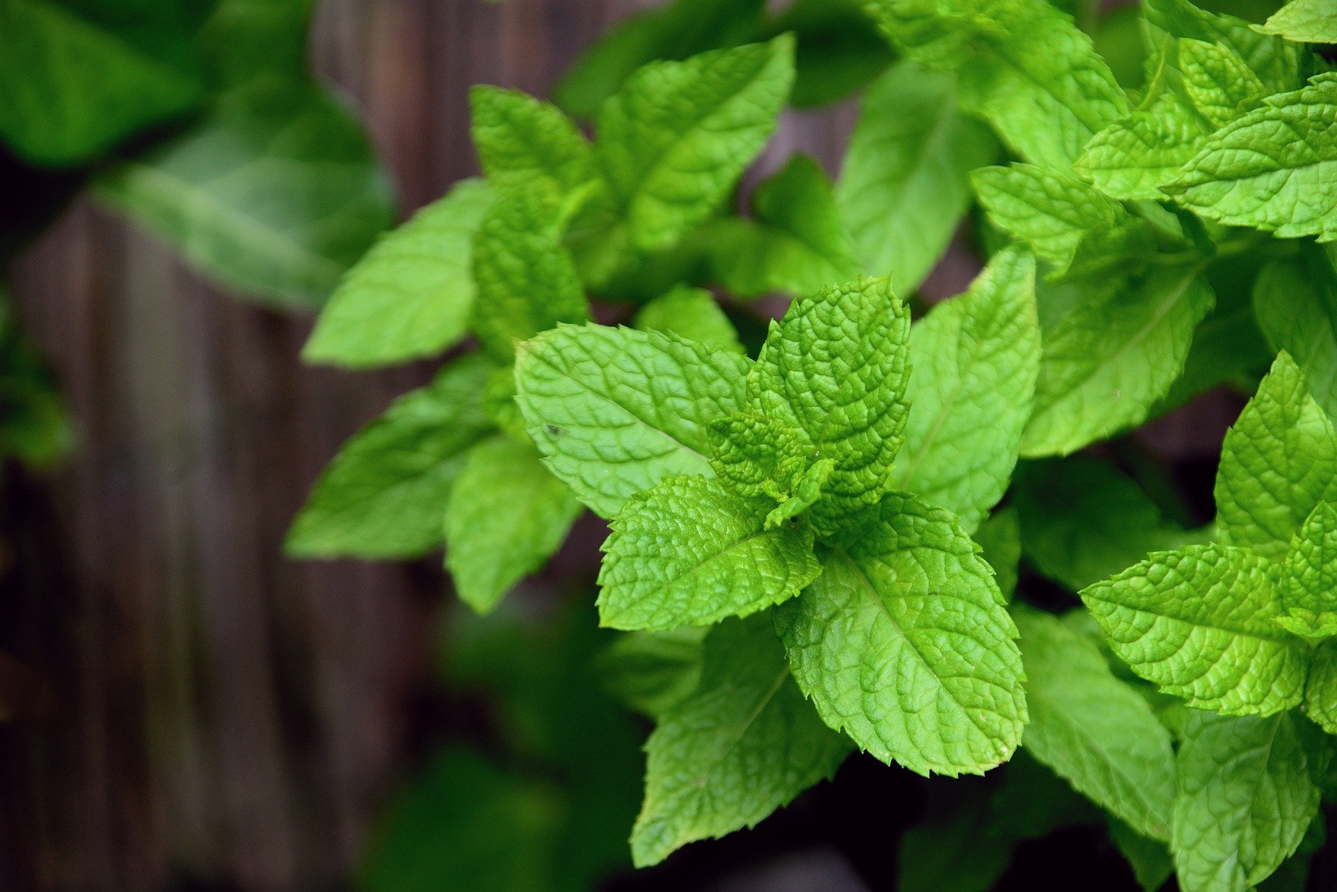 Plantas medicinais: conheça 4 plantinhas benéficas para sua saúde