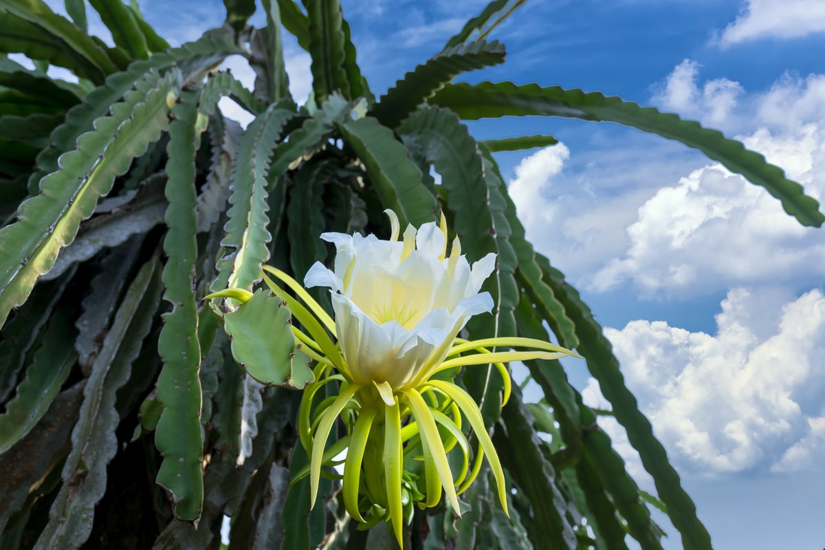 INCRÍVEL A FLOR DAMA DA NOITE ABRINDO O BOTÃO NA NOITE E EXALANDO